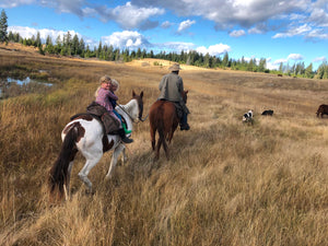 Family herding Wild-Grazing cattle near Tunkwa Lake Provincial Park
