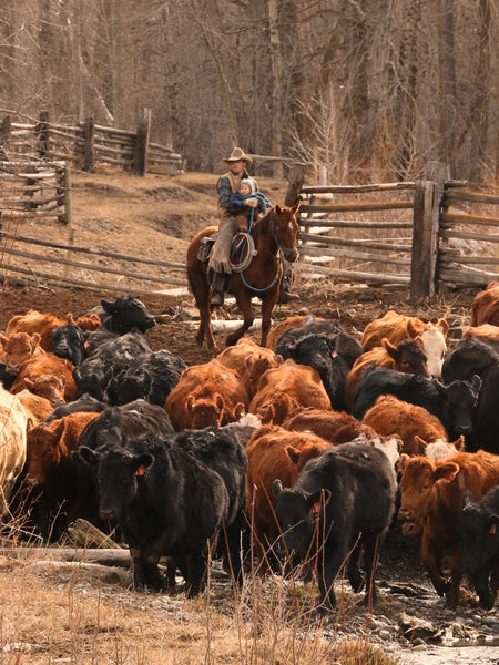 Rancher Herding Grass-Fed Beef 